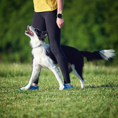 Kim Mayhew - Hidden Potential Beginner Obedience