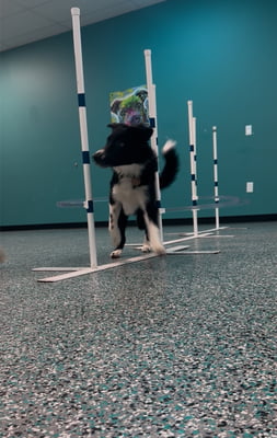 Intermediate Agility