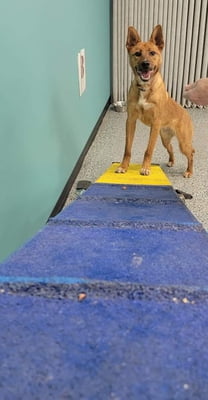 Agility for Junior Handlers