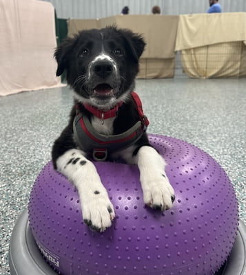 Puppy Social OVER 25lbs